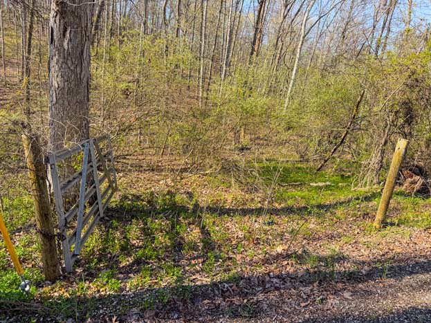 timber line along the creek