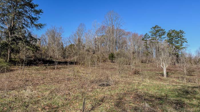 natural clearing near timberline