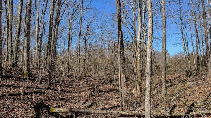 heavily wooded area with deer habitat