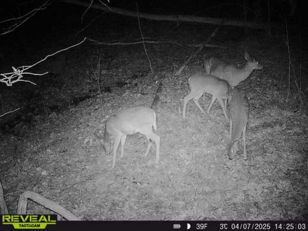 mature hardwoods on Ohio land for sale