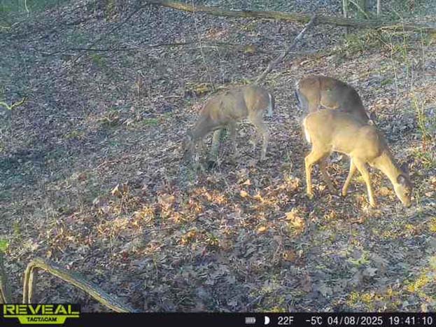 hunting land with open clearing