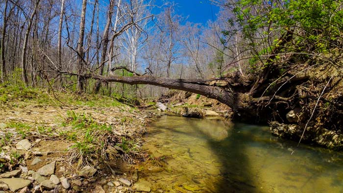 wooded slope with trail cut through