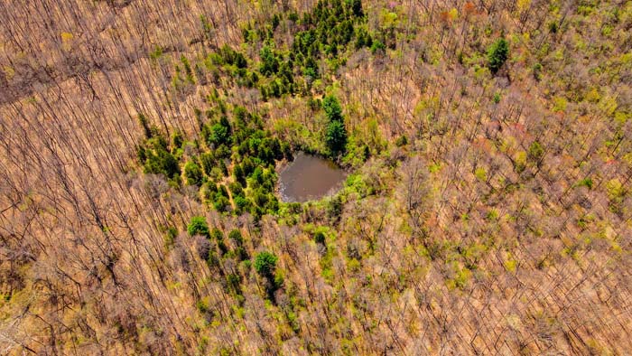 clearing with potential cabin build site