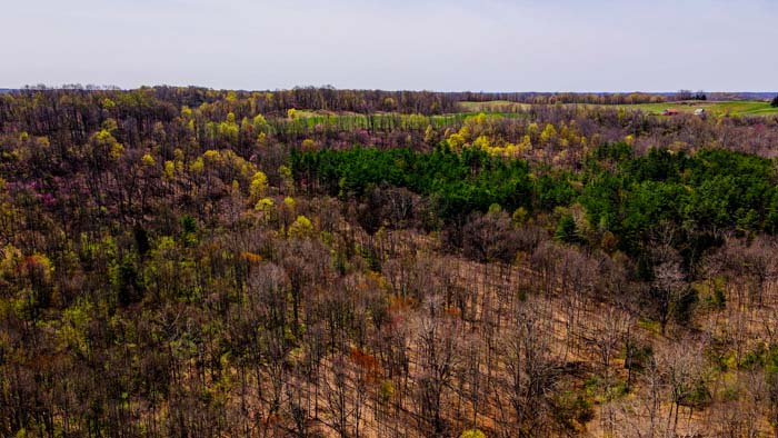 hunting land with deer sign and pine bedding