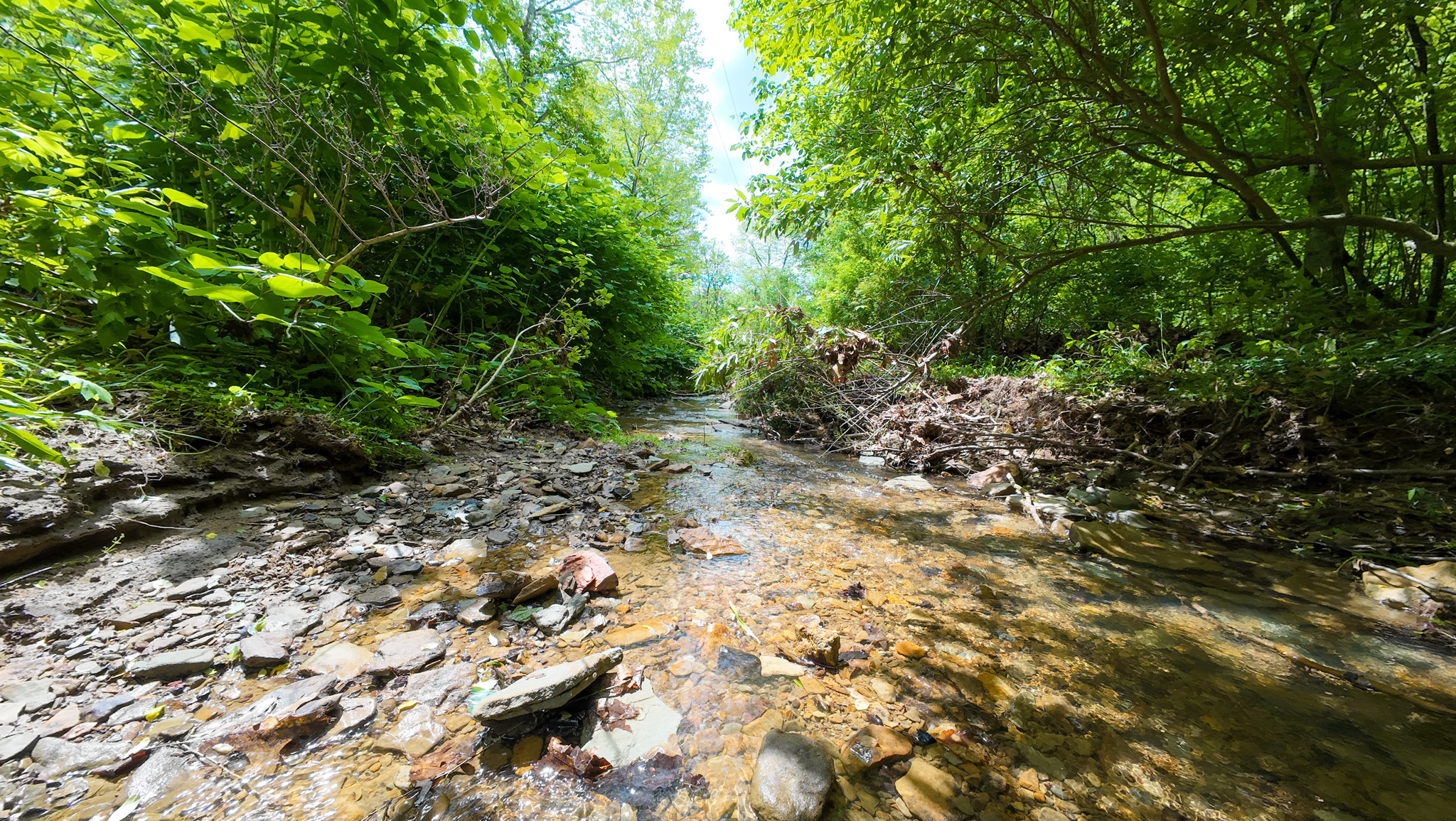 dense wooded acreage