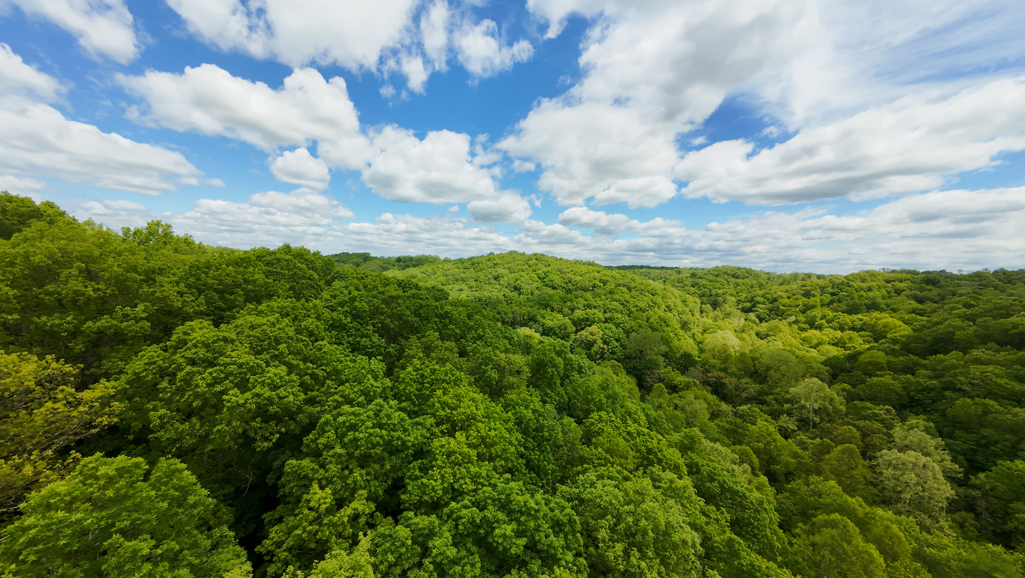 forest trail