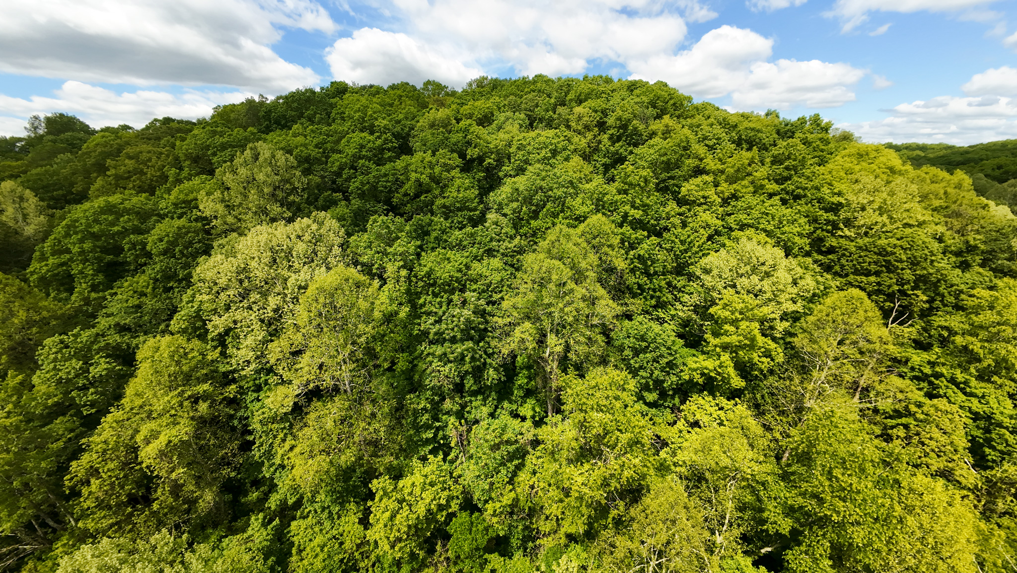 land with mature oaks