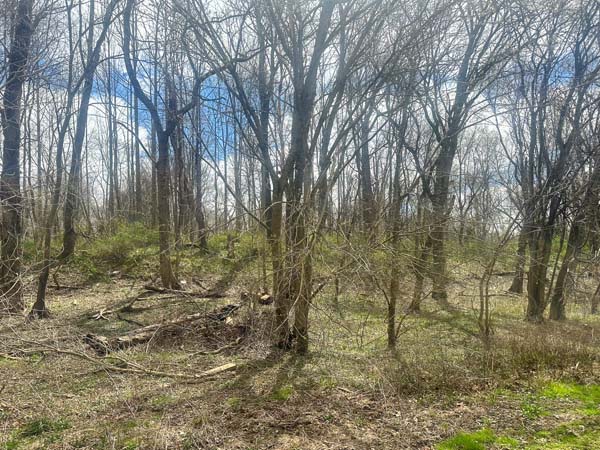 Scenic riverfront with natural shoreline