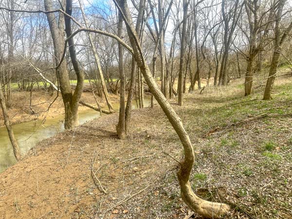 Duck habitat near stream and lowland