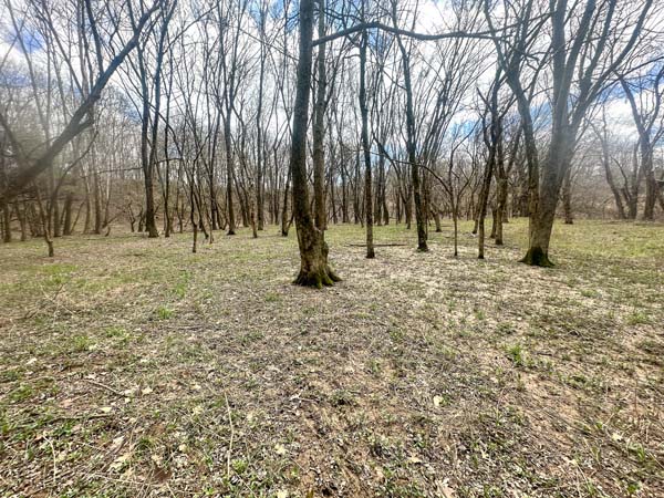 Natural habitat supporting whitetail deer