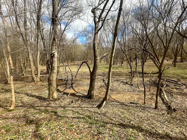 Seasonal wetland area on property