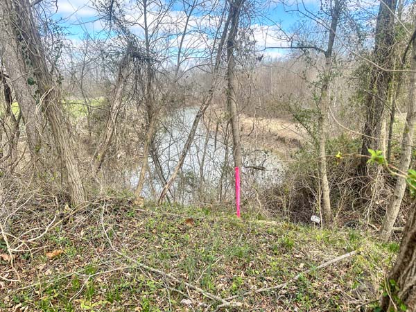 Tree canopy over rolling terrain