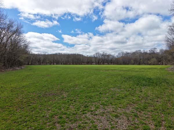 Floodplain woodland near river edge