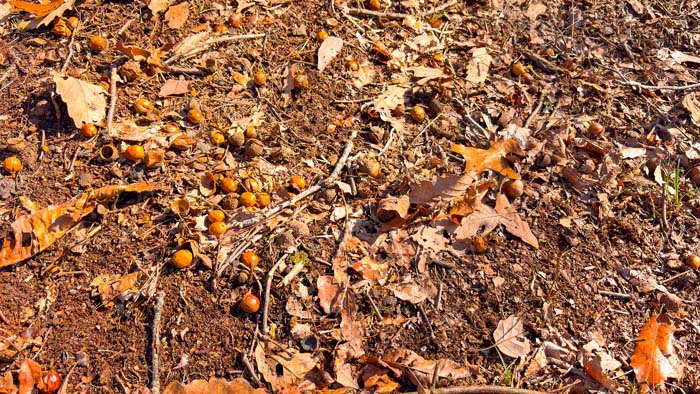 Wildlife habitat with bedding and feeding areas