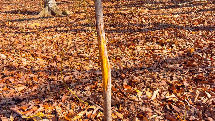 Hunting property with established access trails