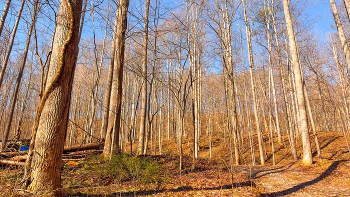Tree canopy view across Ohio hunting property