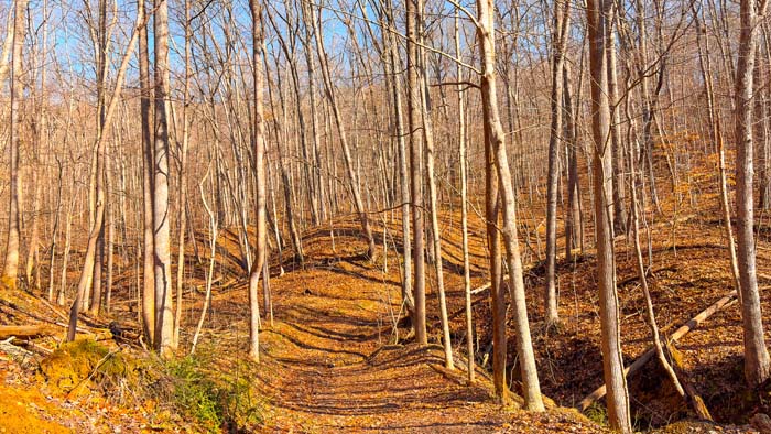 Wooded terrain with ATV accessible trails