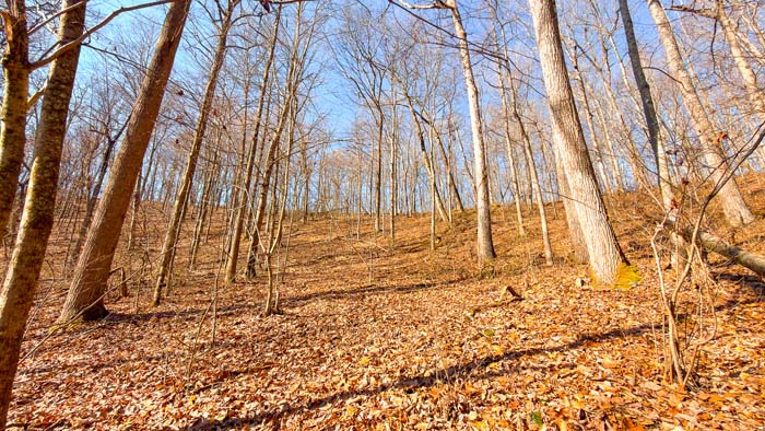 Wildlife rich property in Scioto County Ohio