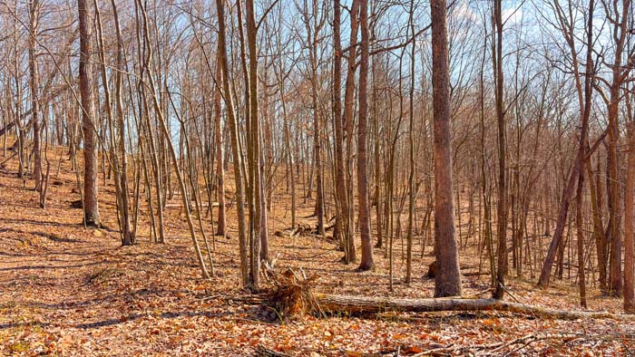 Secluded acreage with excellent deer habitat