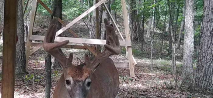 Dense woods providing natural cover for wildlife