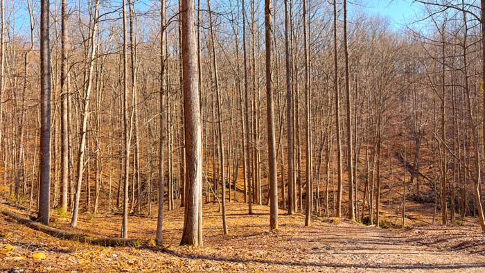 Southern Ohio acreage with mature hardwoods