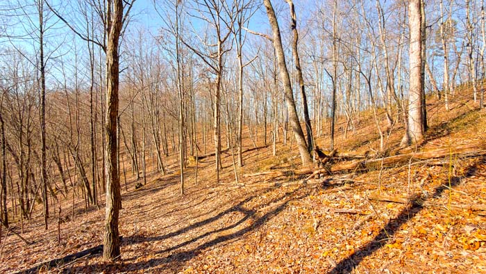 Deer travel corridor within wooded land