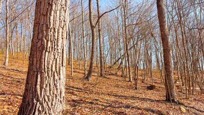 Private hunting land in scenic Ohio setting