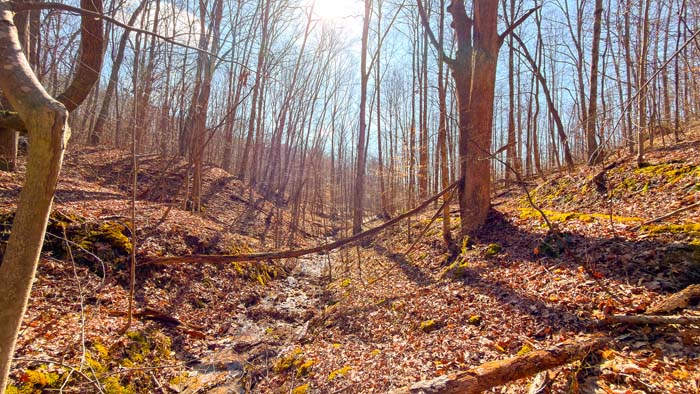 Aerial of timberland with varied elevation