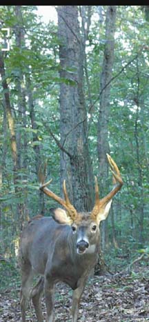 Secluded woodland property ideal for retreat