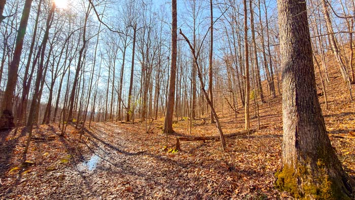 Forest clearing for potential food plot area