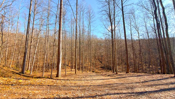 Off grid hunting cabin surrounded by mature timber
