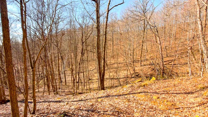 Wooded hunting land with ATV trails