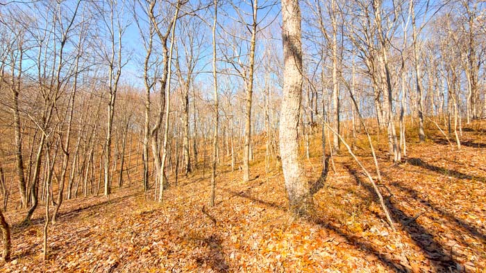 Scenic wooded terrain in southern Ohio