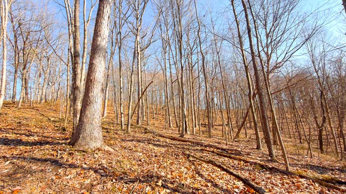 Wildlife habitat supporting deer and turkey