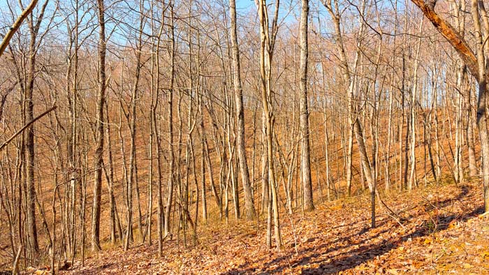 Quiet acreage ideal for hunting getaway