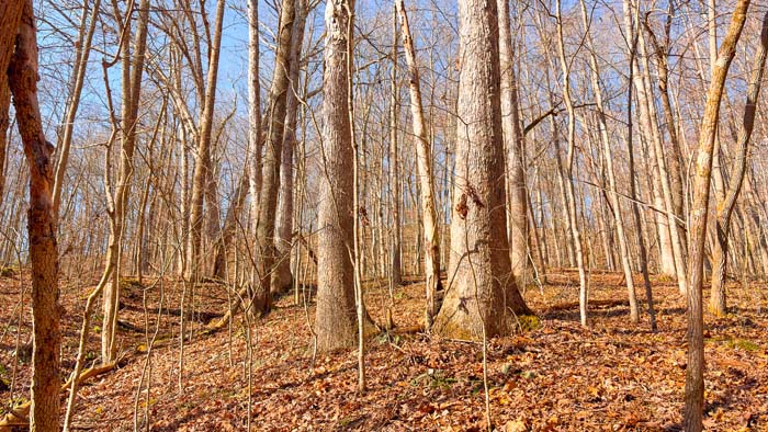 Timber covered hills in Scioto County Ohio