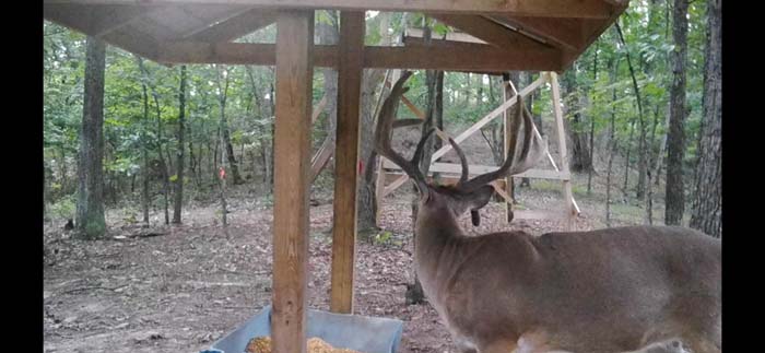 Recreational land with dense forest cover