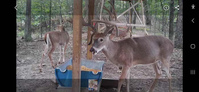 Hunting property with secluded cabin area