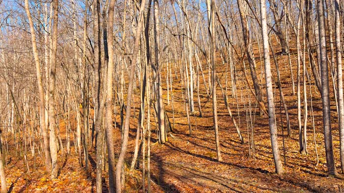 Elevated hunting blind overlooking wooded terrain