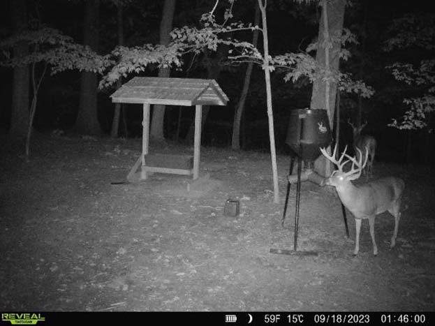 Forest canopy view across rural Ohio property