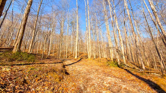 Secluded forest property with hunting potential