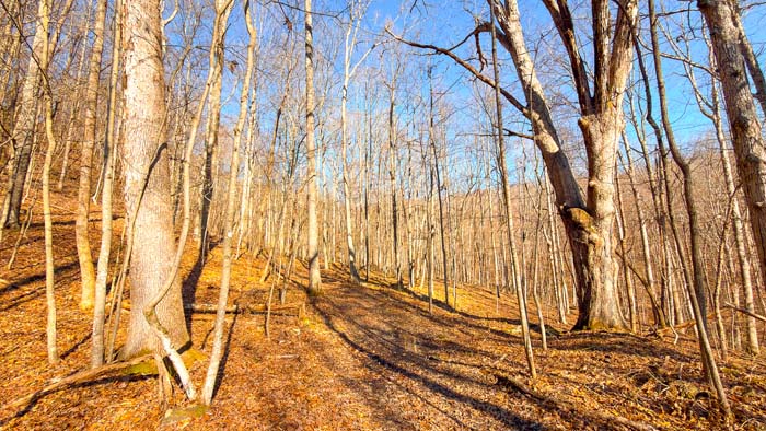 Aerial view showing wooded landscape