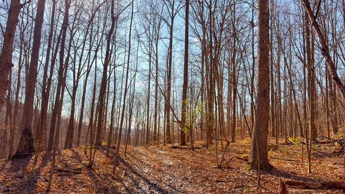 Trail access through mature timber