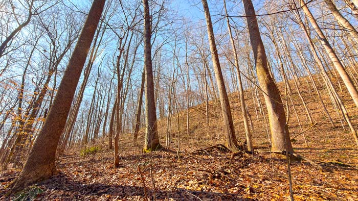 Private land with natural hunting layout