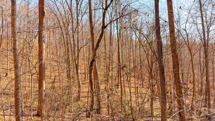 Forest terrain supporting wildlife movement