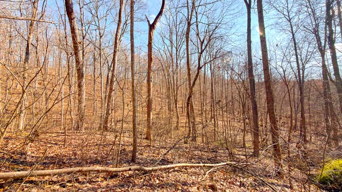 Recreational property with dense tree cover