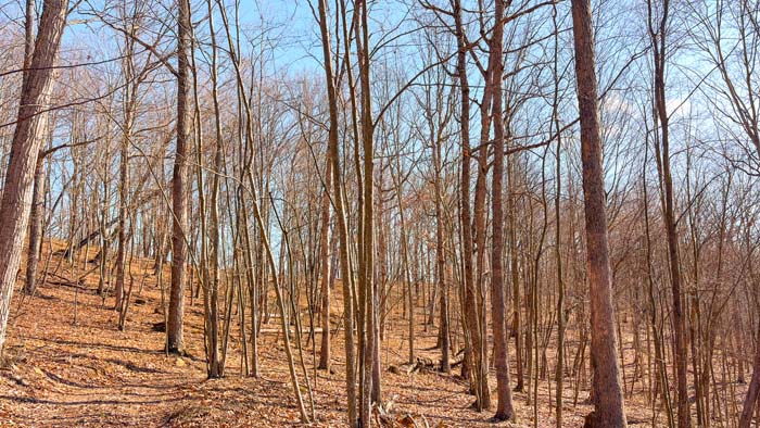 Wooded hills with established hunting trails