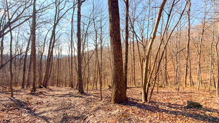 Timber rich property with privacy and access