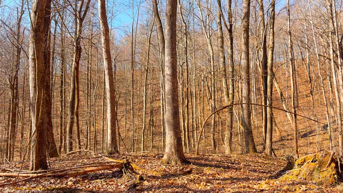 Quiet wooded setting ideal for hunting retreat