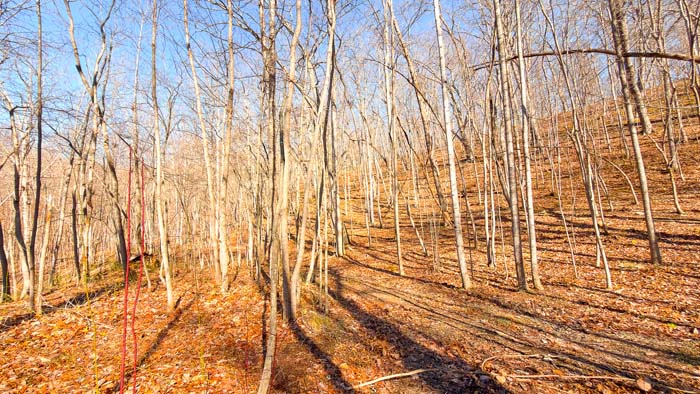 Southern Ohio land with strong wildlife presence